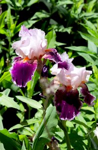 Plant bloom garden