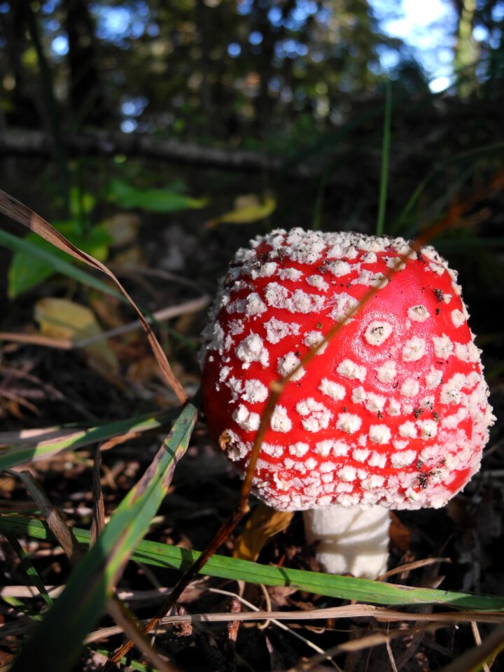 Please appreciate mushroom fly agaric