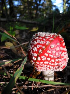 Please appreciate mushroom fly agaric