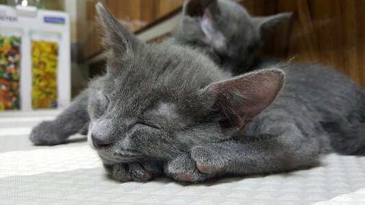 Gray fur little kitty