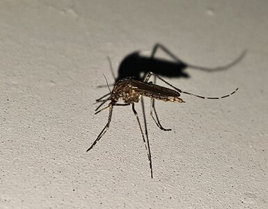 Bug malaria pest