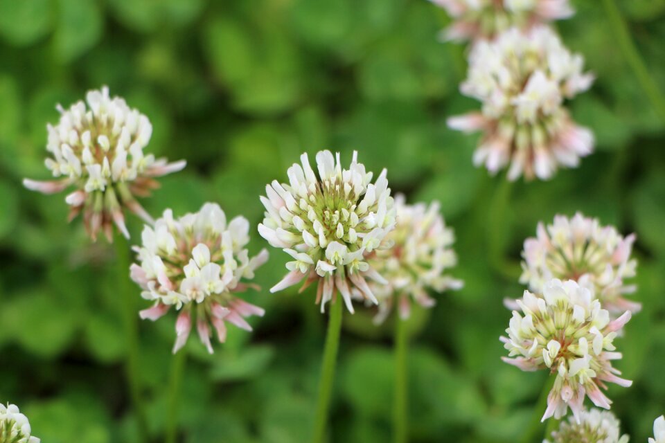 Clover flower flowers nature