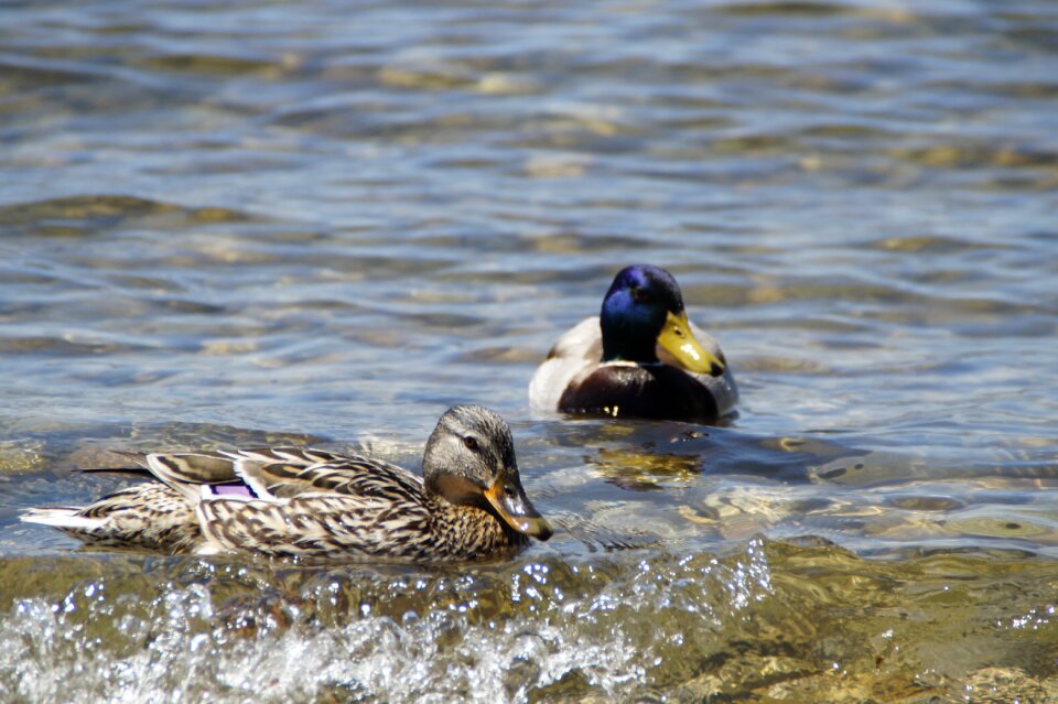 Duck bird water bird pair photo