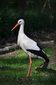 Bird zwin big bill
