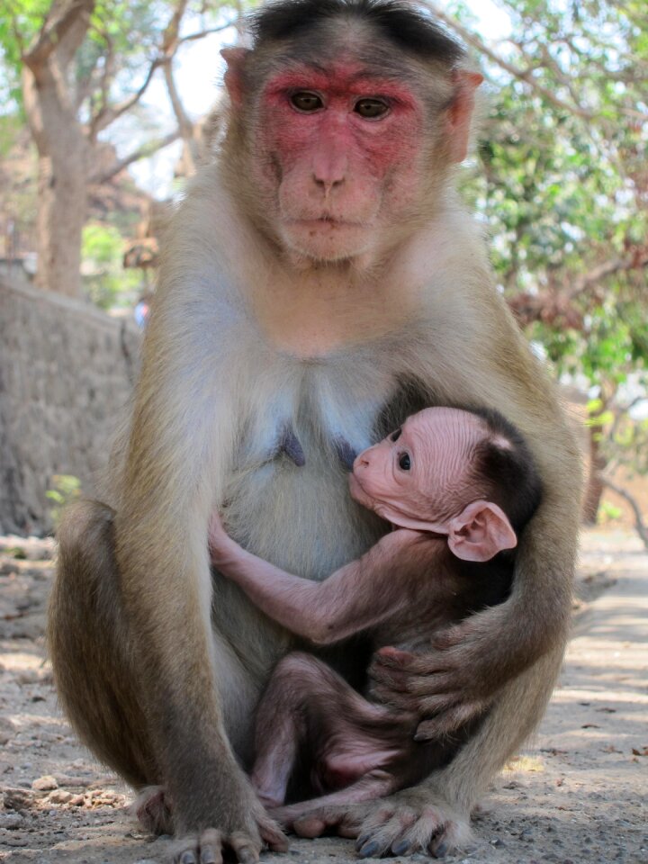 India mammal nature