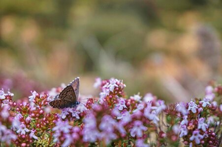 Flora fauna flowery