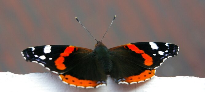 Balcony edge black red