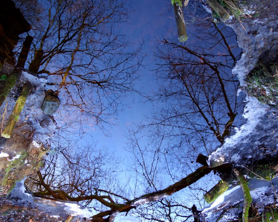 Winter water trees