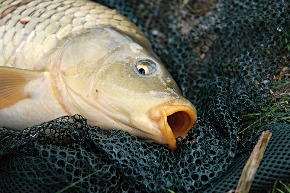 South bohemia fish ledenice