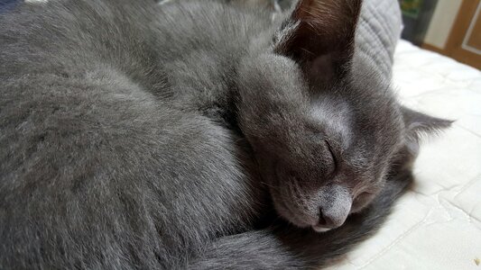 Gray fur little kitty