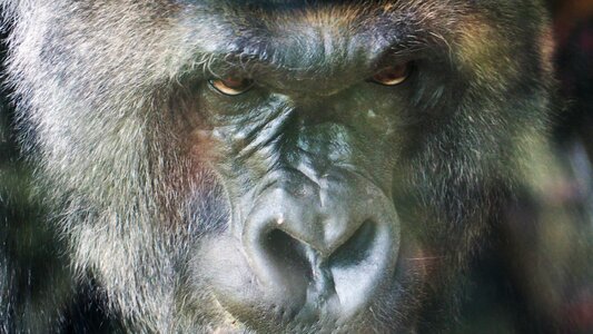 Face primate animal photo
