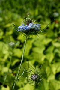 Damascus nigella blue flower flower garden
