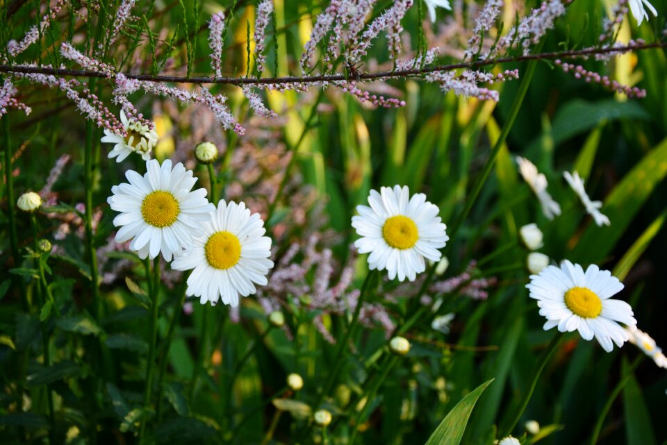 Garden white flower spring
