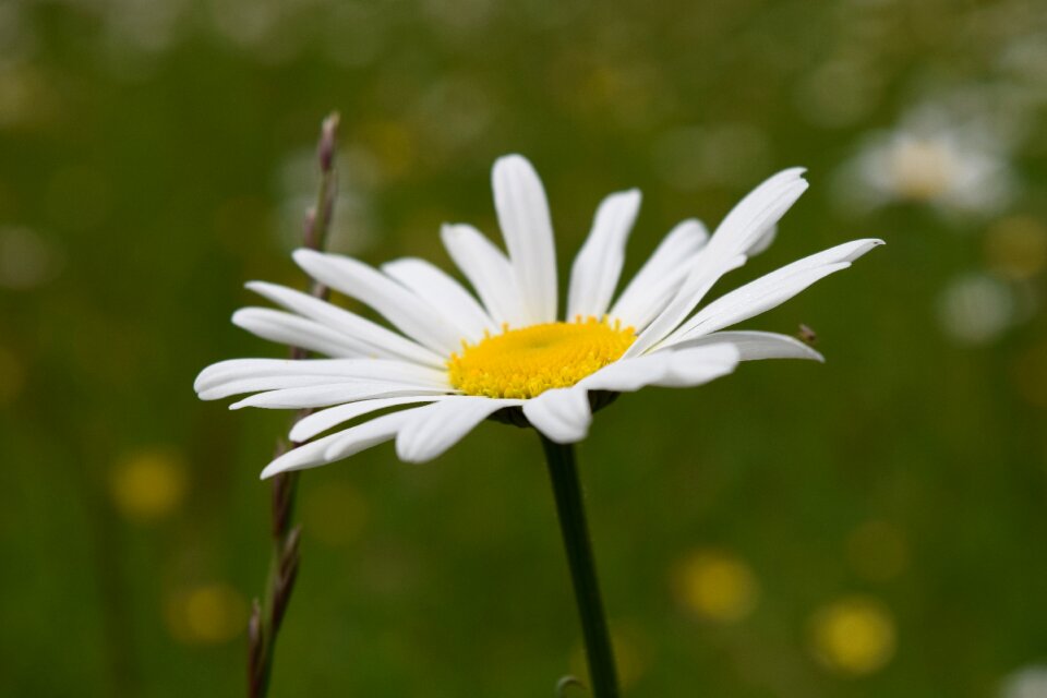 Bloom plant blossom