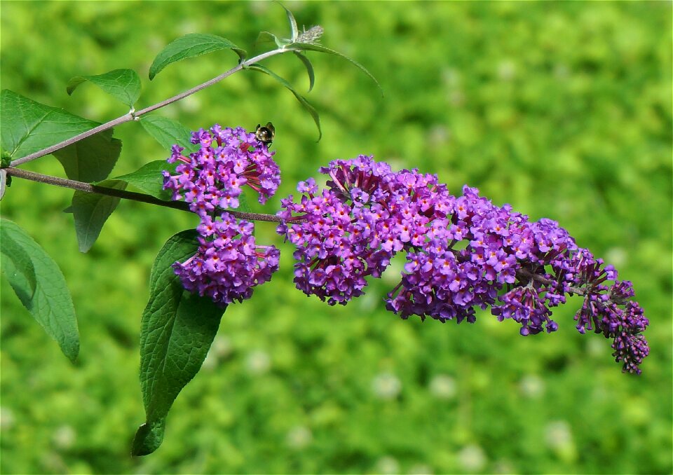 Flower blossoms bloom photo