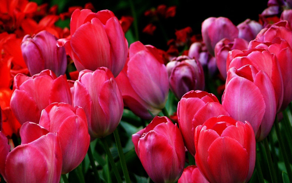 Flower nature tulip