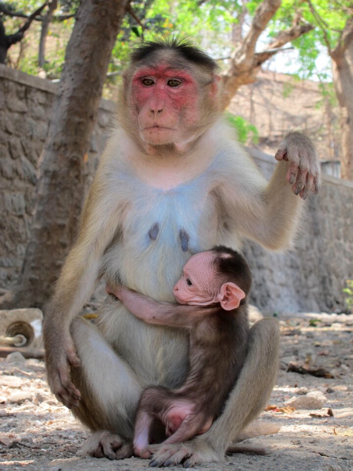 India mammal nature