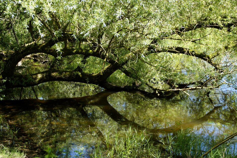 Lake mirroring tree