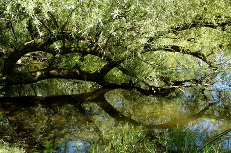 Lake mirroring tree photo