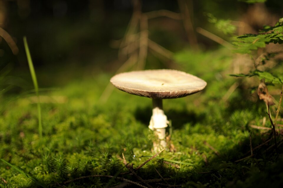 Autumn nature forest