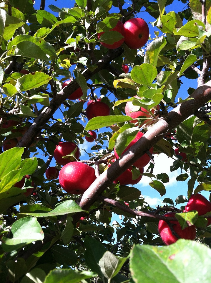 Fruit season growth