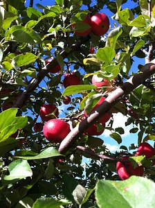 Fruit season growth