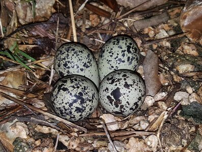 Plover eggs killdeer plover eggs clutch