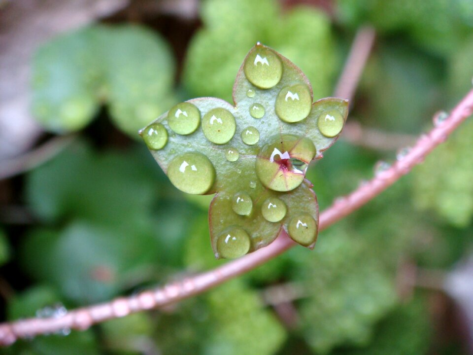 Dew green nature