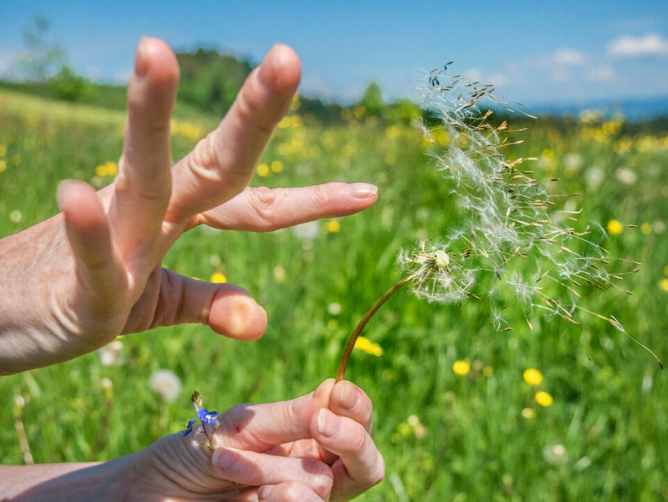 Meadow spring seed nature