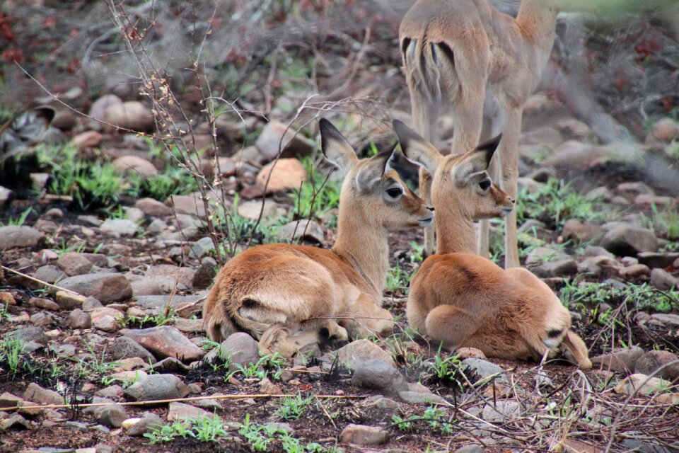 Wildlife safari antelope