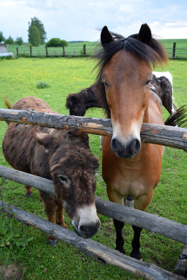 Friends curiosity animals