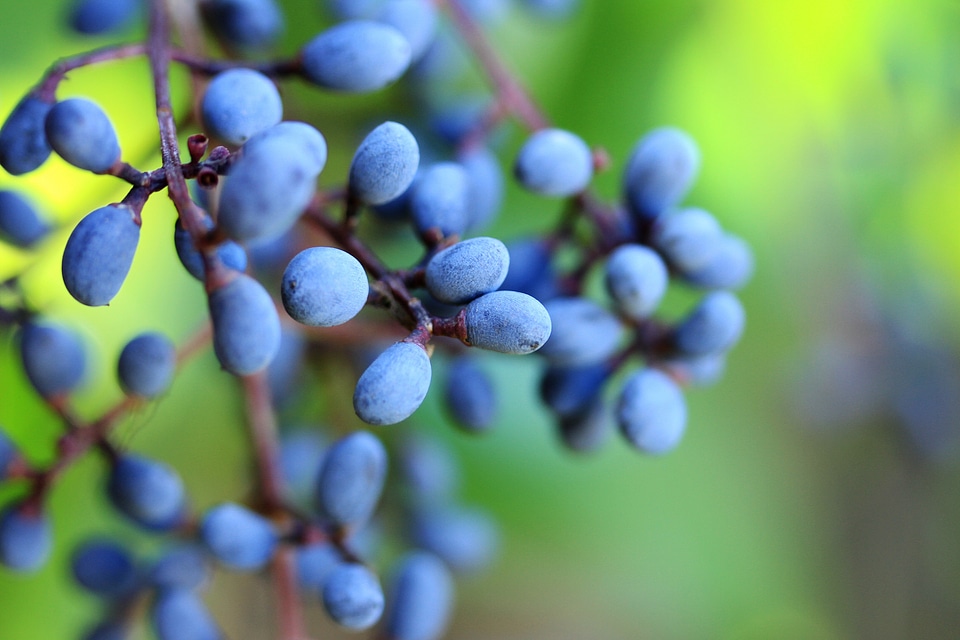 Tree berry sweet