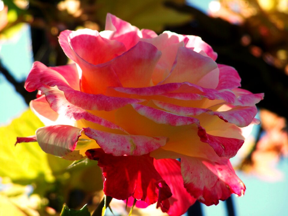 Rose tricolor flower garden