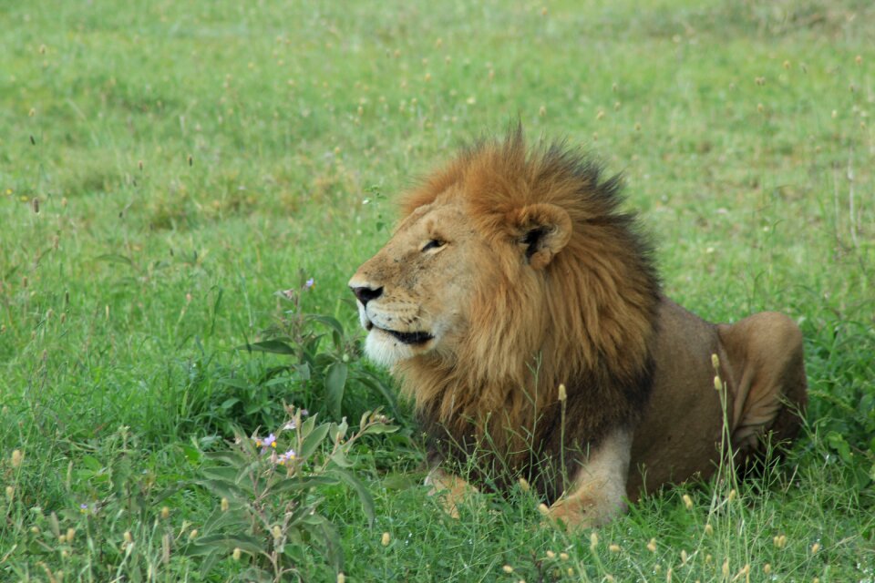 Wild animal wild animal