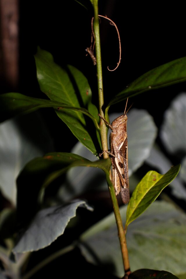 Insect antropod