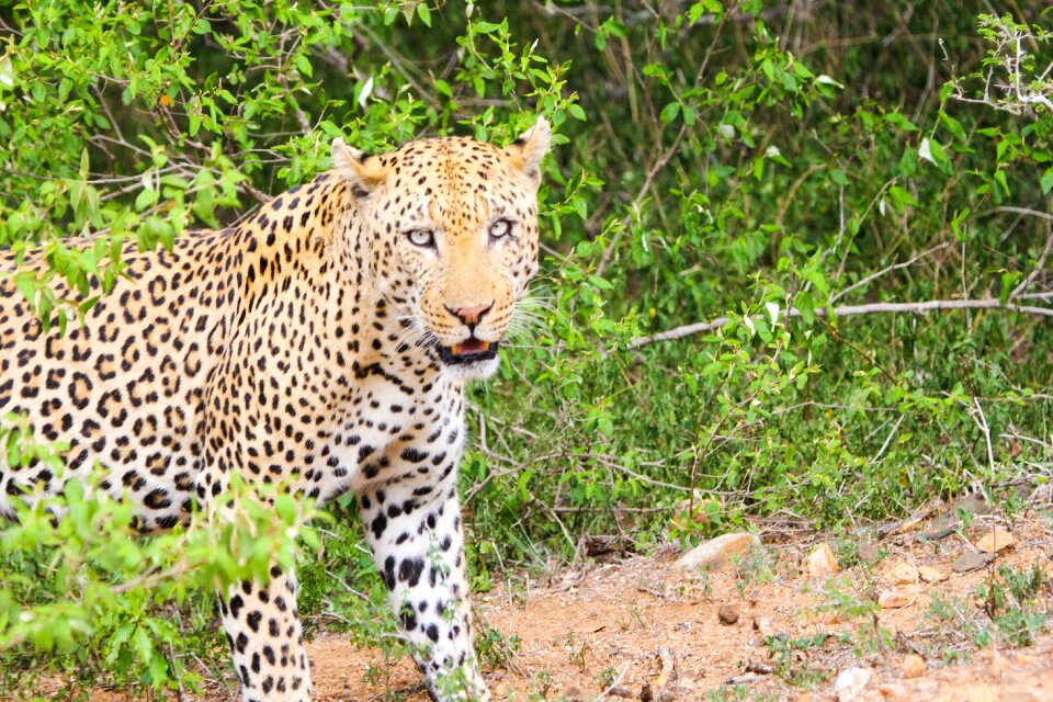 Cheetah animals south africa