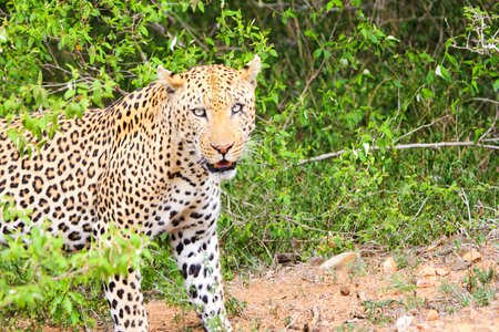 Cheetah animals south africa photo