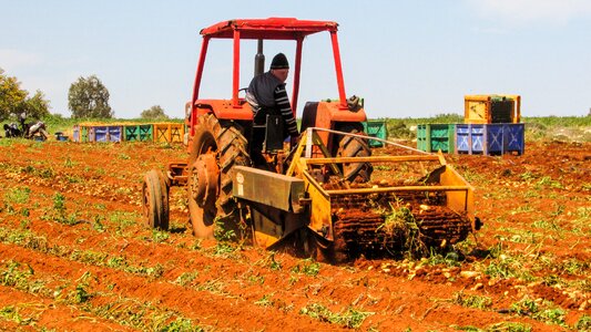 Potato harvest agriculture