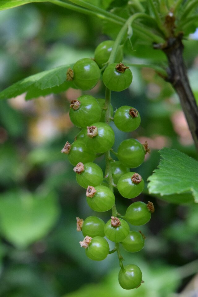 Bush soft fruit berries