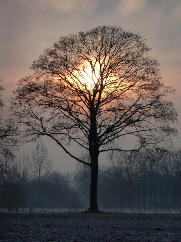 Nature tree silhouette