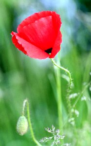 Country red flowers petals