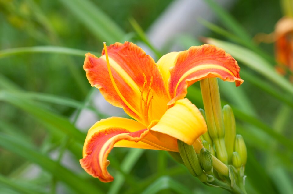 Orange orange flower blossom