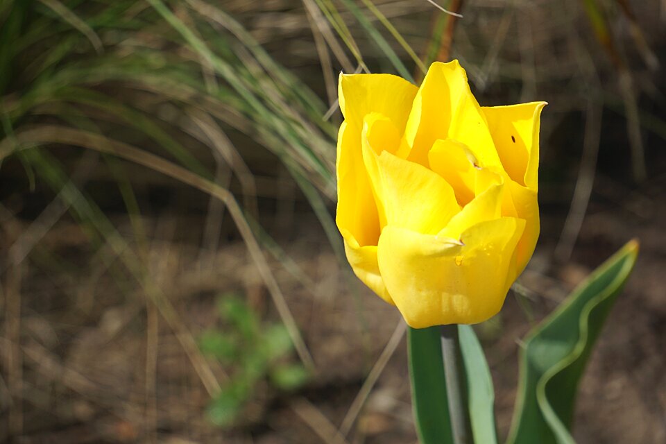 Yellow tulip spring colors