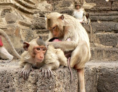 Guenon family maternity