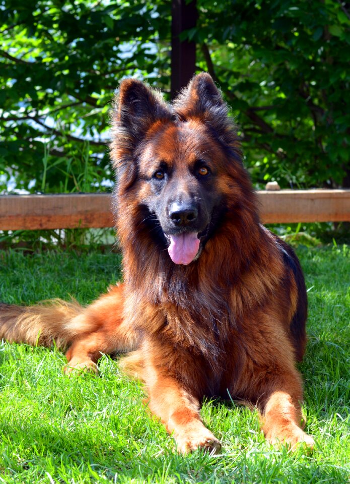Closeup man's best friend pets