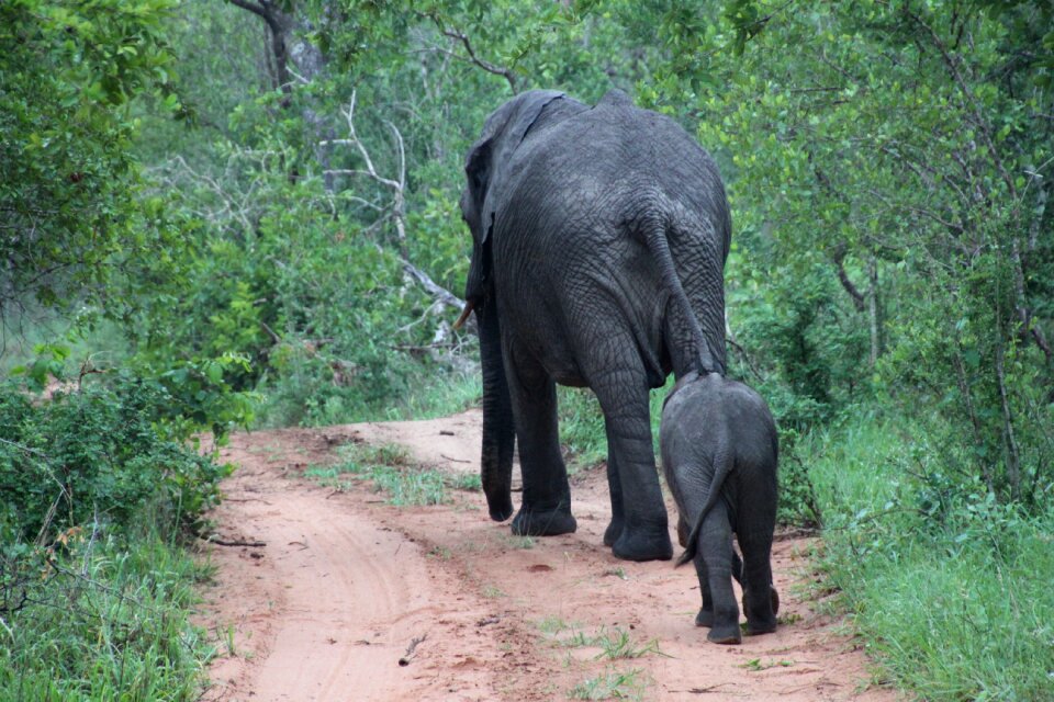 Wildlife elephants social