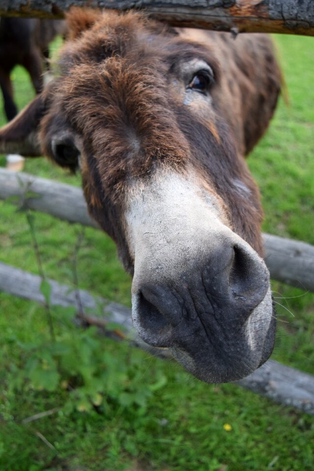 Donkey head snout tender
