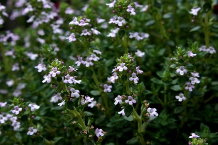Thyme garden plant Free photos