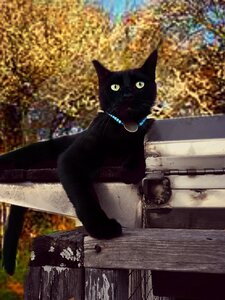 Playful rescue cute