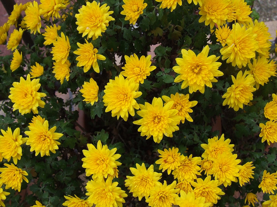 Chrysanthemum yellow flower